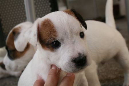 Jack-Russell-Terrier sarahs welpen