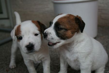 Jack-Russell-Terrier sarahs welpen