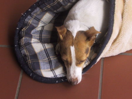 Jack-Russell-Terrier Ich bleib liegen .........