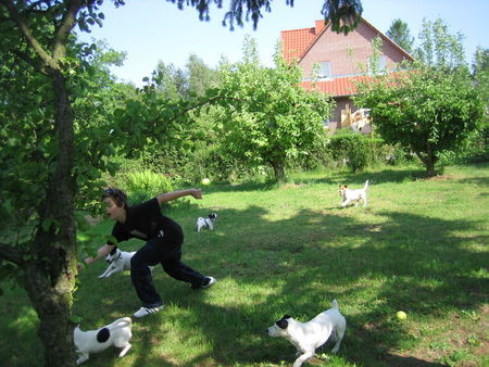 Jack-Russell-Terrier Groß und Klein beim Massenrennen