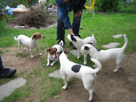 Jack-Russell-Terrier Großes Treffen bei der Geburtstagsfete