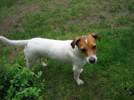 Jack-Russell-Terrier Mama Nelli ist ein bisschen erschöpft