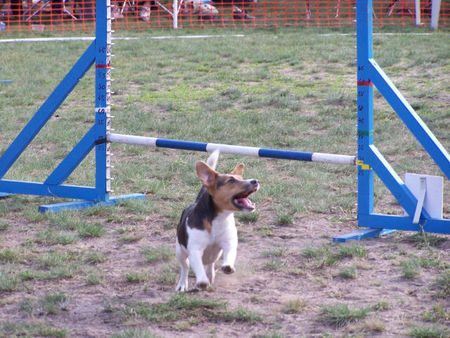 Jack-Russell-Terrier