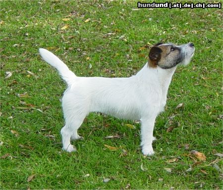 Jack-Russell-Terrier Chrislott's Cara Demetria