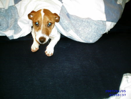 Jack-Russell-Terrier Moin Moin