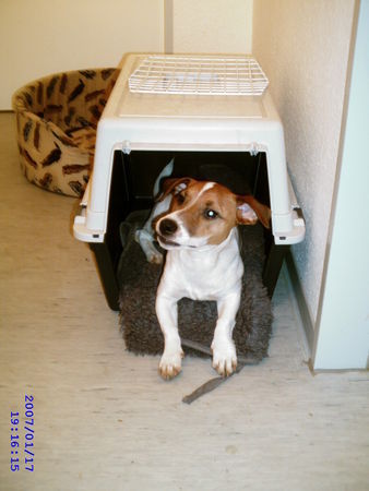 Jack-Russell-Terrier Home Sweet Home