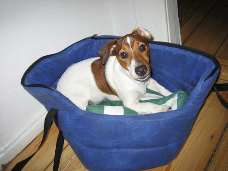 Jack-Russell-Terrier Schlappohr Jack