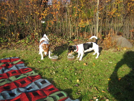 Jack-Russell-Terrier Raubtierfütterung in Jack s Garten - mit 