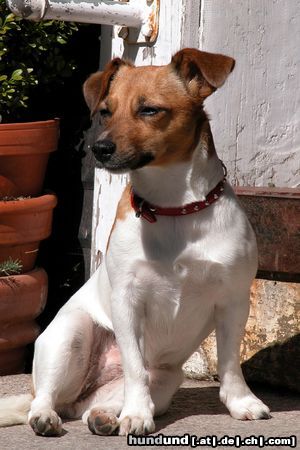 Jack-Russell-Terrier Hier wache ich