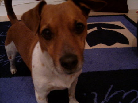 Jack-Russell-Terrier