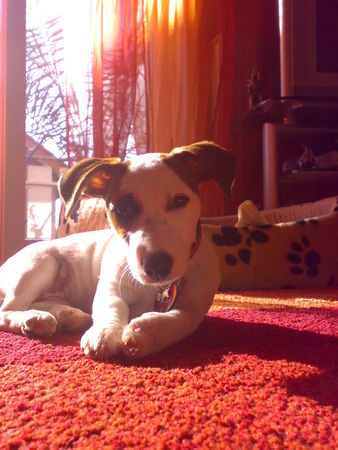 Jack-Russell-Terrier july