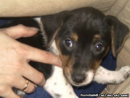 Jack-Russell-Terrier KIRA : DARF ICH JRTZT MAMA ZU DIR SAGEN