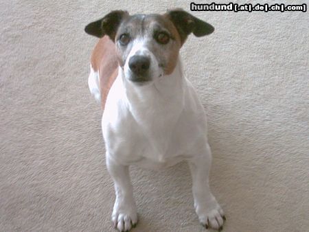 Jack-Russell-Terrier Ich bin der Moritz - 10 Jahre alt und fit wie ein Turnschuh!