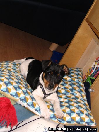 Jack-Russell-Terrier Oscar unser Liebling!