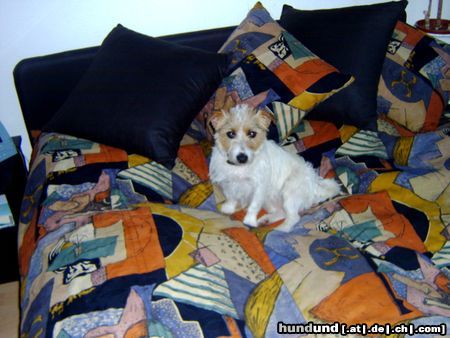 Jack-Russell-Terrier Unsere Lena