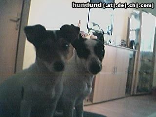 Jack-Russell-Terrier Unser ganzer Stolz