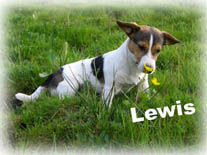 Jack-Russell-Terrier Lewis (7 Monate) in den ersten Sonnenstrahlen