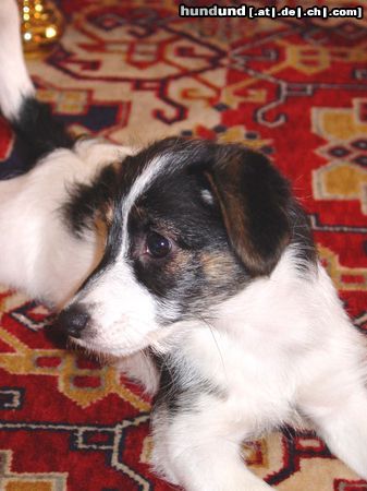 Jack-Russell-Terrier