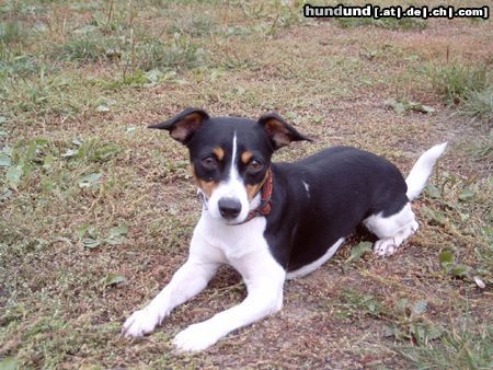 Jack-Russell-Terrier