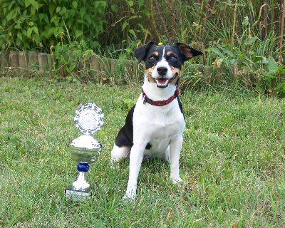 Jack-Russell-Terrier Lotti nach Ihrer bestandenen Begleidhundeprüfung