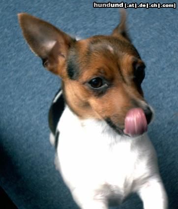 Jack-Russell-Terrier Unsre Lucie hat immer Hunger