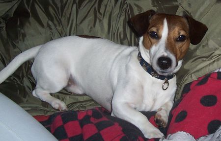 Jack-Russell-Terrier