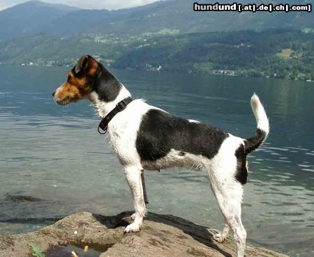 Jack-Russell-Terrier Hier gibts eine Klasse Ausicht