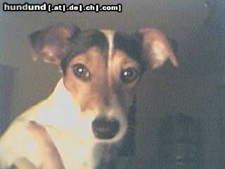 Jack-Russell-Terrier