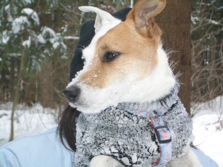 Jack-Russell-Terrier Lusie im Schnee