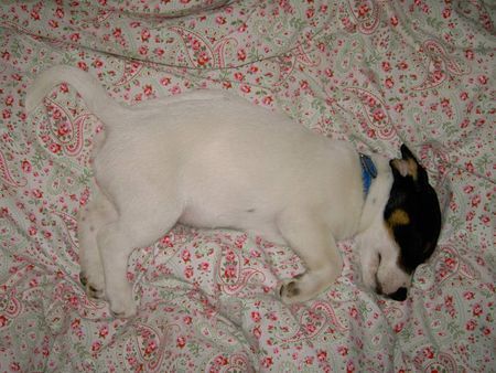 Jack-Russell-Terrier unser Marzipanschweinchen !!!!