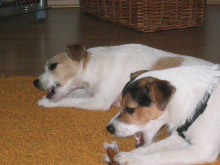 Jack-Russell-Terrier Mascha & Polly