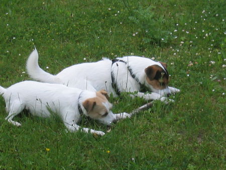 Jack-Russell-Terrier Mascha & Polly 2