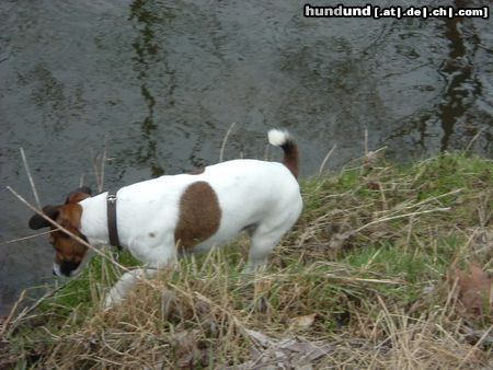 Jack-Russell-Terrier Da war was!