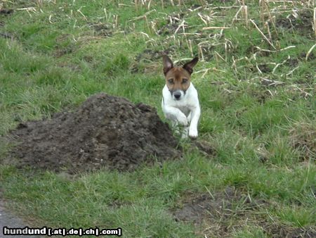 Jack-Russell-Terrier meine Lieblingsbeschäftigung: einfach nur Rennen