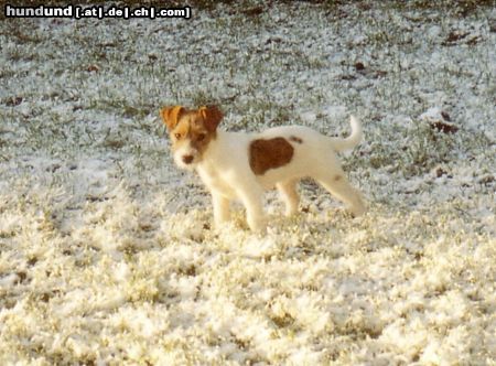 Jack-Russell-Terrier Brrr, ist das vielleicht kalt !!!