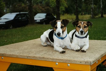 Jack-Russell-Terrier Jack-Russell-Terrier Billy und Nikito