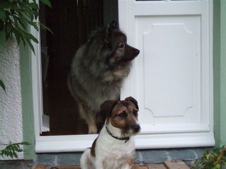 Jack-Russell-Terrier Das ist der Sibirische Wolfsspitz (Molly) und mein Jack Russel Terrier (Whiskey)! Ein Herz und eine Seele die beiden!