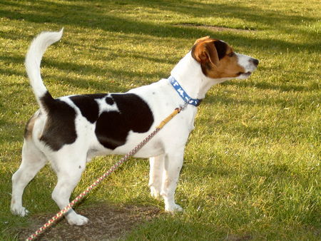 Jack-Russell-Terrier Benny hat ein vierblättriges kleeblatt auf den rücken schaut genau hin!