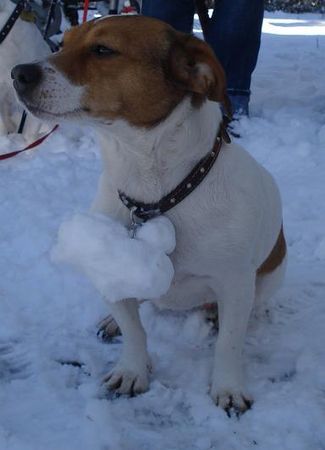 Jack-Russell-Terrier Nelli nach einem Winterspaziergang