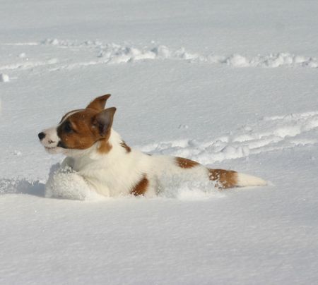 Jack-Russell-Terrier Ein kleiner Schneehase