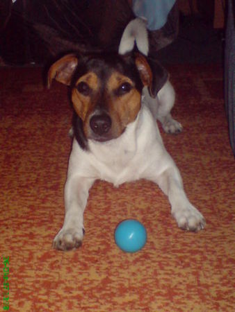 Jack-Russell-Terrier Nico und sein Lieblingsball