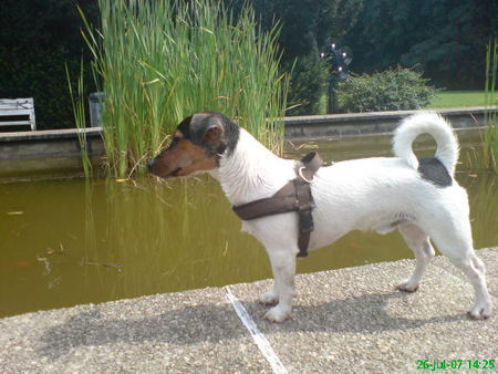 Jack-Russell-Terrier Nico geht gerne schwimmen