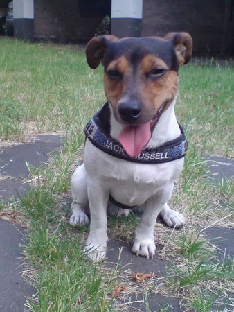 Jack-Russell-Terrier Nico