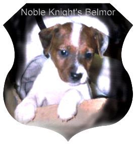 Jack-Russell-Terrier Noble Knights Belmor