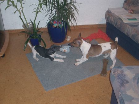 Jack-Russell-Terrier Odie und Damon