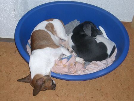 Jack-Russell-Terrier Odie und Damon