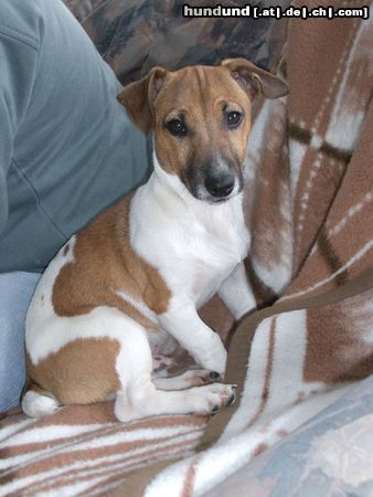 Jack-Russell-Terrier Odie