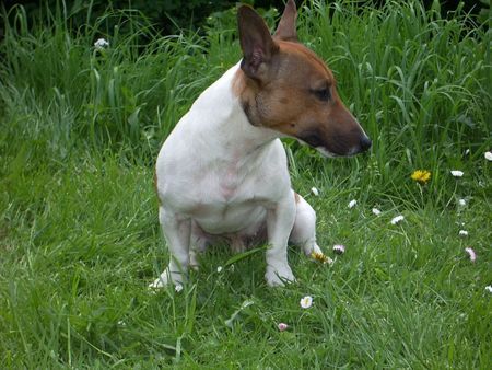 Jack-Russell-Terrier Odie