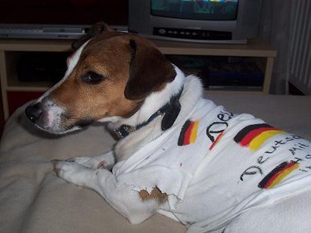 Jack-Russell-Terrier Unser Lucky