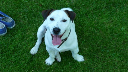 Jack-Russell-Terrier Bello